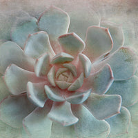 Pastel Succulent II - IRENE WEISZ