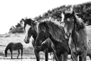 Horses Three - ALEDANDA