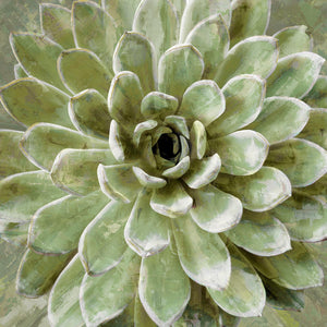 Succulent Verde II - LINDSAY BENSON